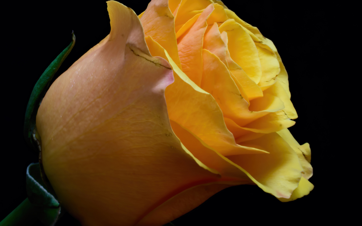 Оранжевый цветок розы на черном фоне