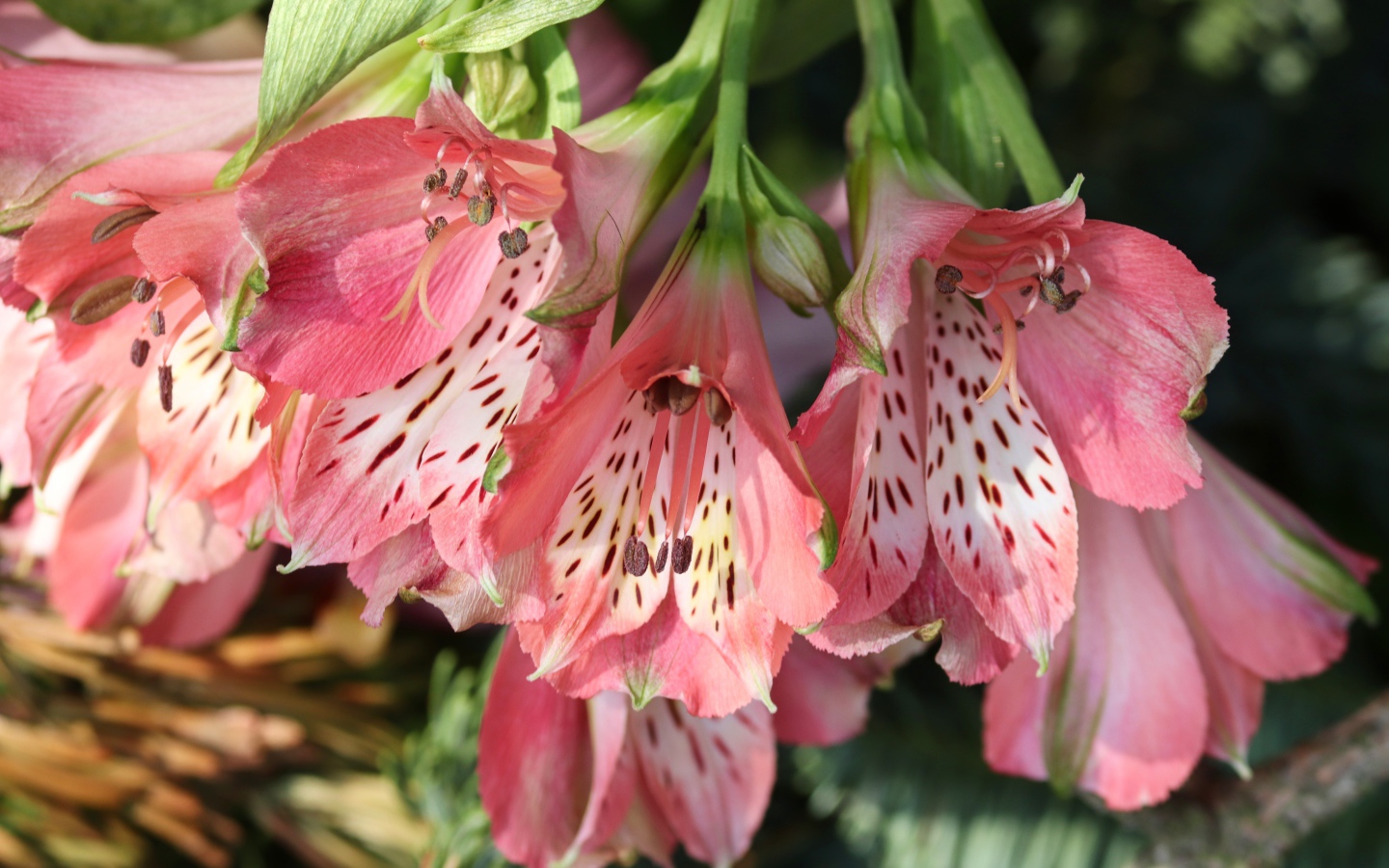 Розовые цветы альстромерия крупным планом