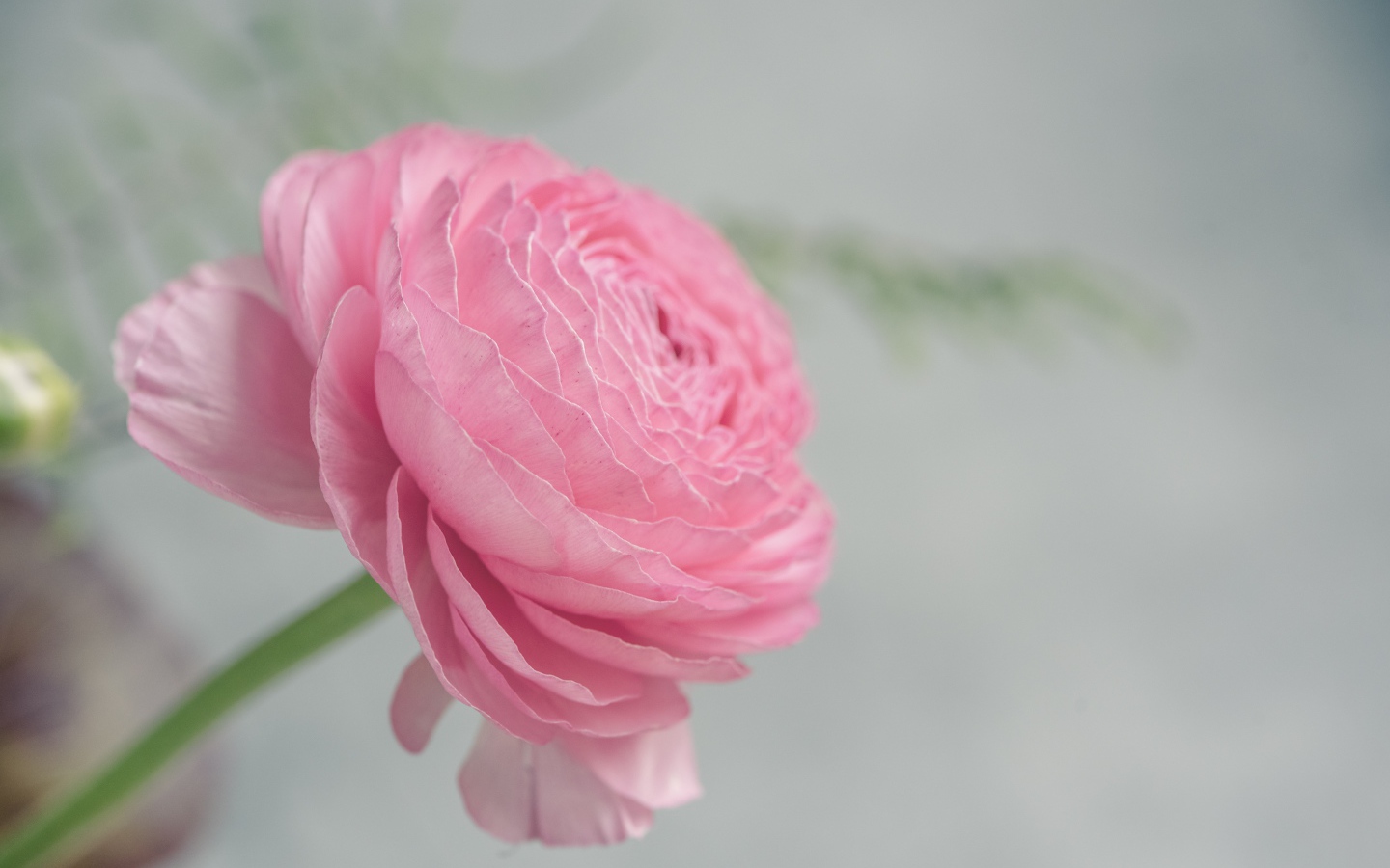 Розовый цветок лютика крупным планом