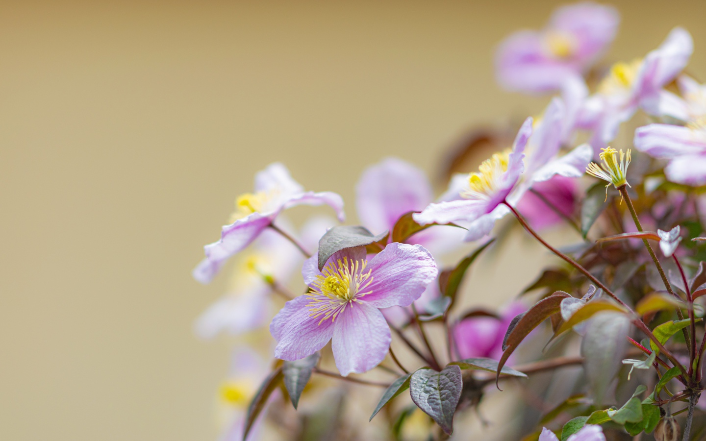 Розовые цветы клематиса на клумбе 