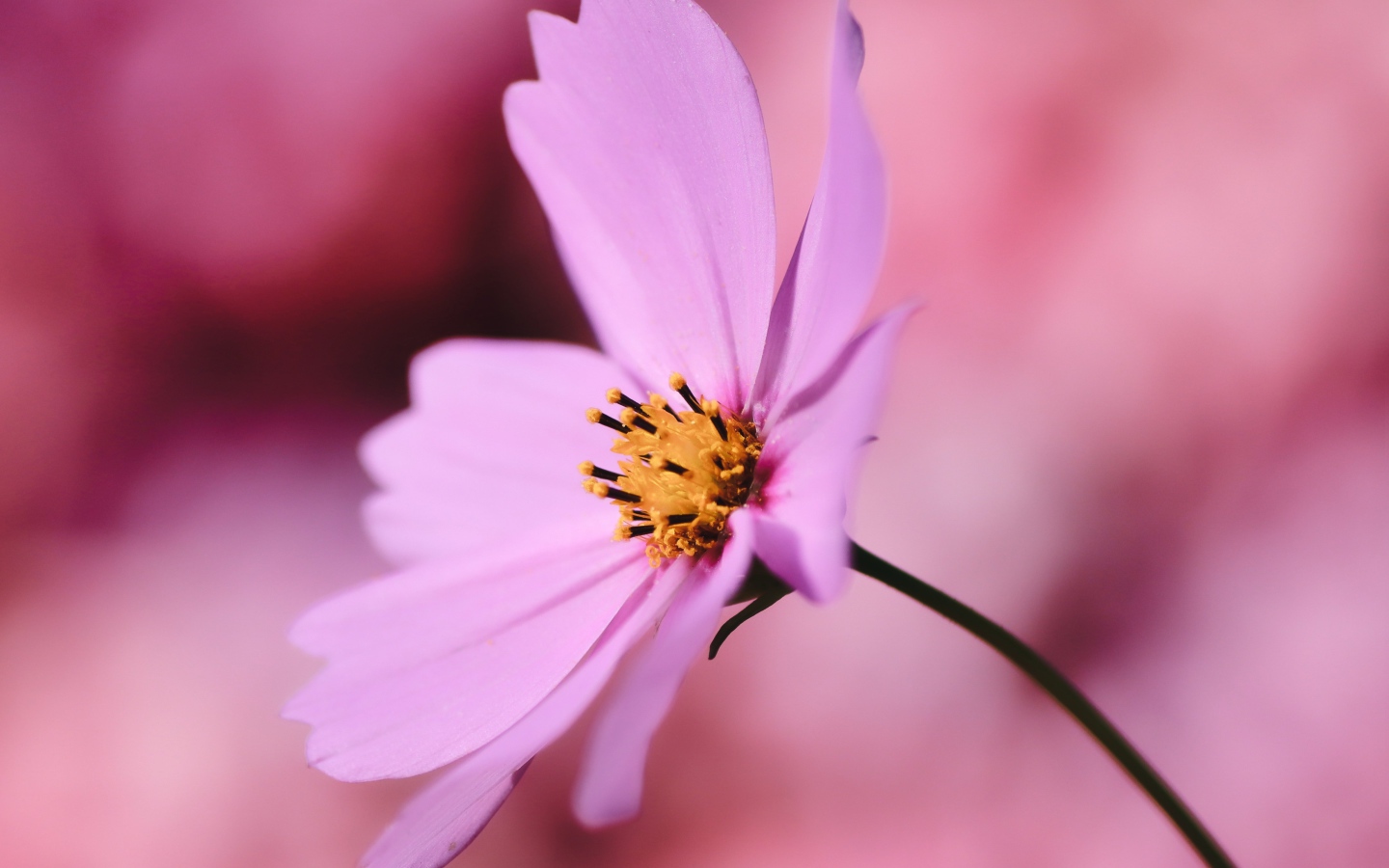 Розовый цветок космея крупным планом на розовом фоне