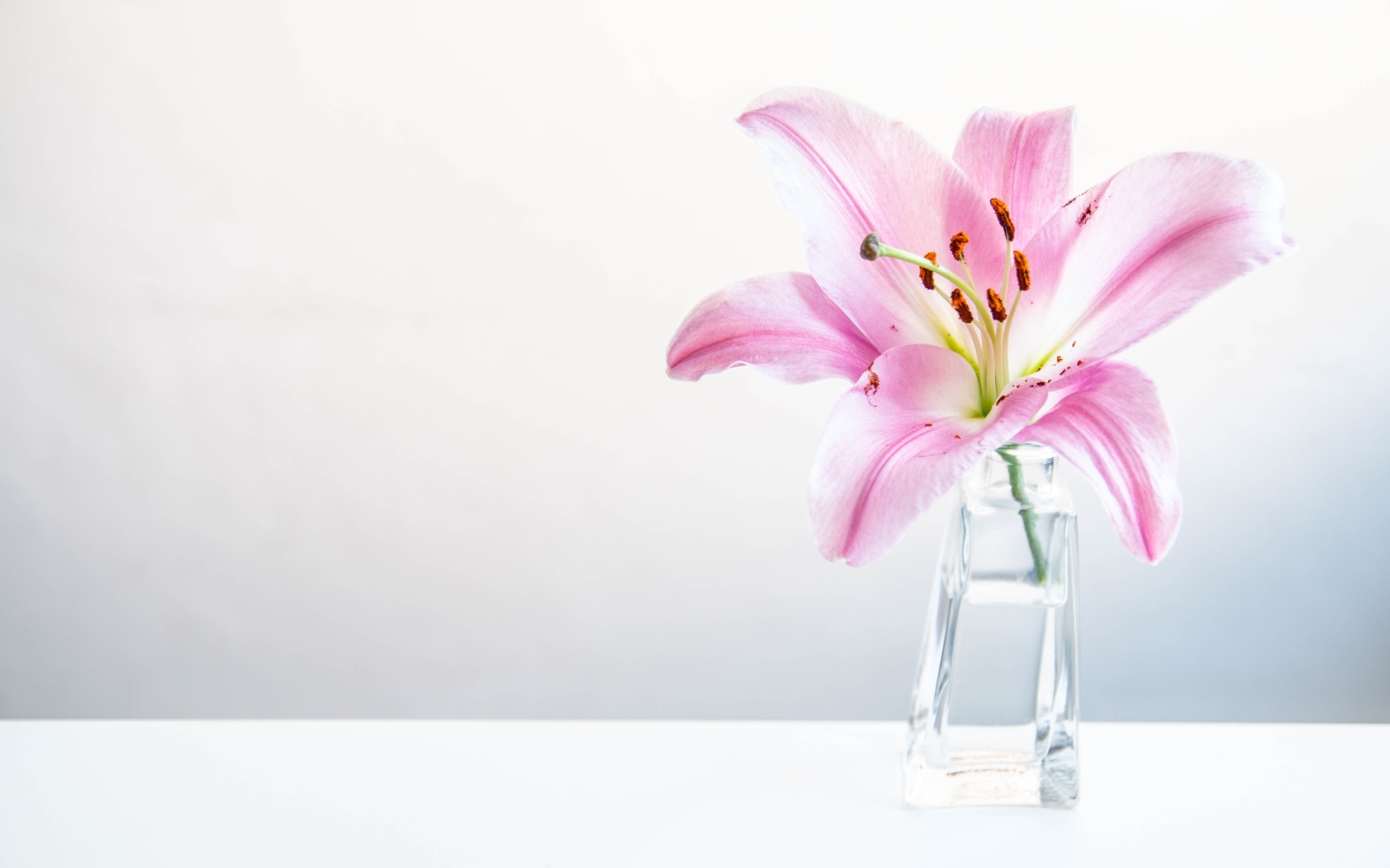 Розовый цветок лилии в вазе на сером фоне