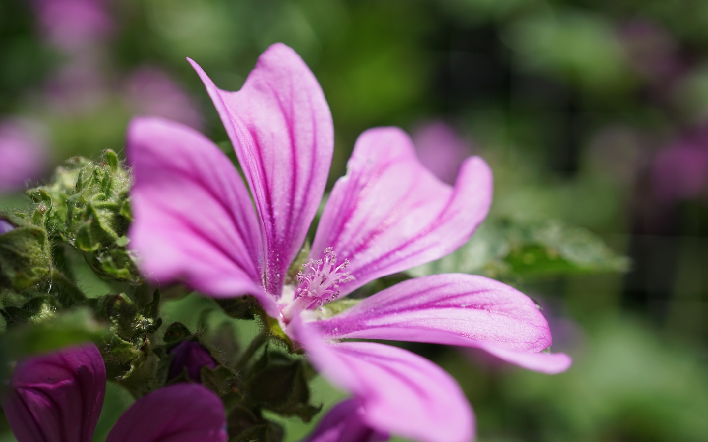 Розовый цветок мальва крупным планом  на клумбе