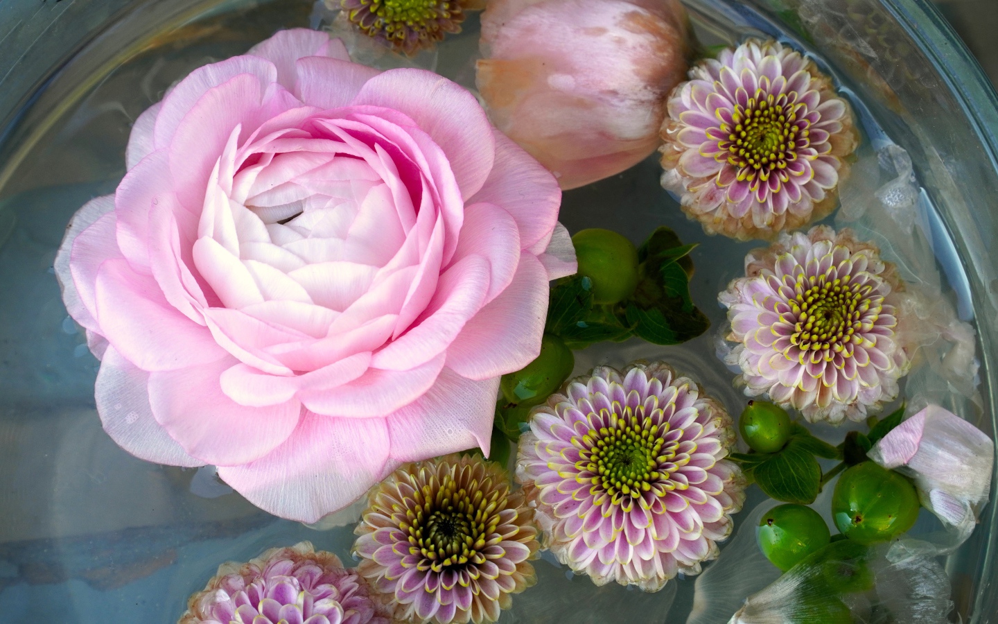 Pink rose with chrysanthemums in water