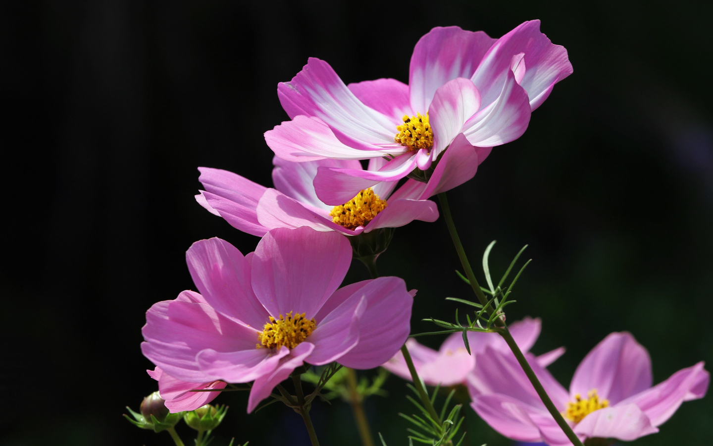 Розовые летние цветы космея на черном фоне