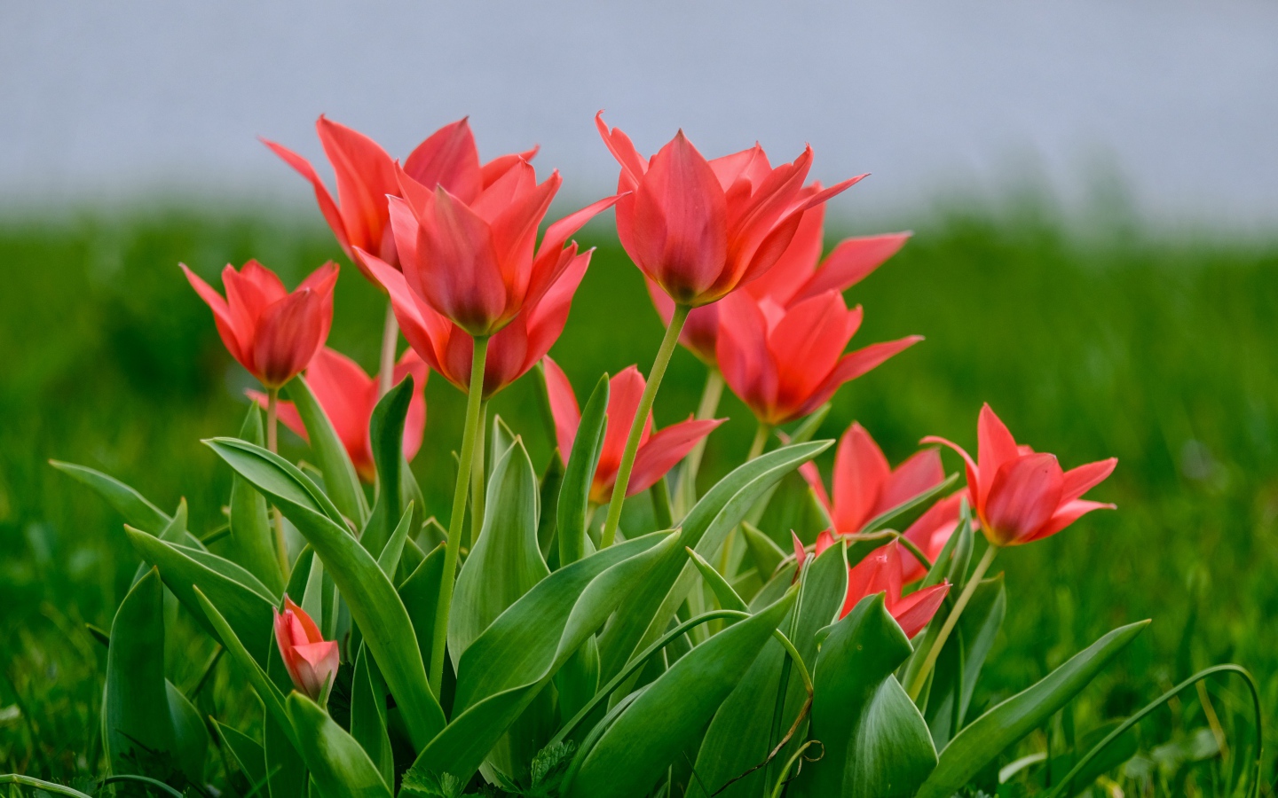 Розовые цветы тюльпана на поле в зеленой траве