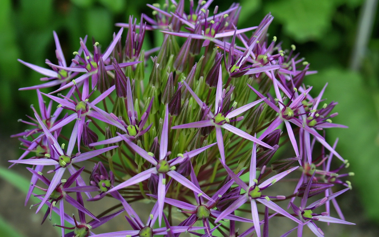 Фиолетовые цветы персидского лука