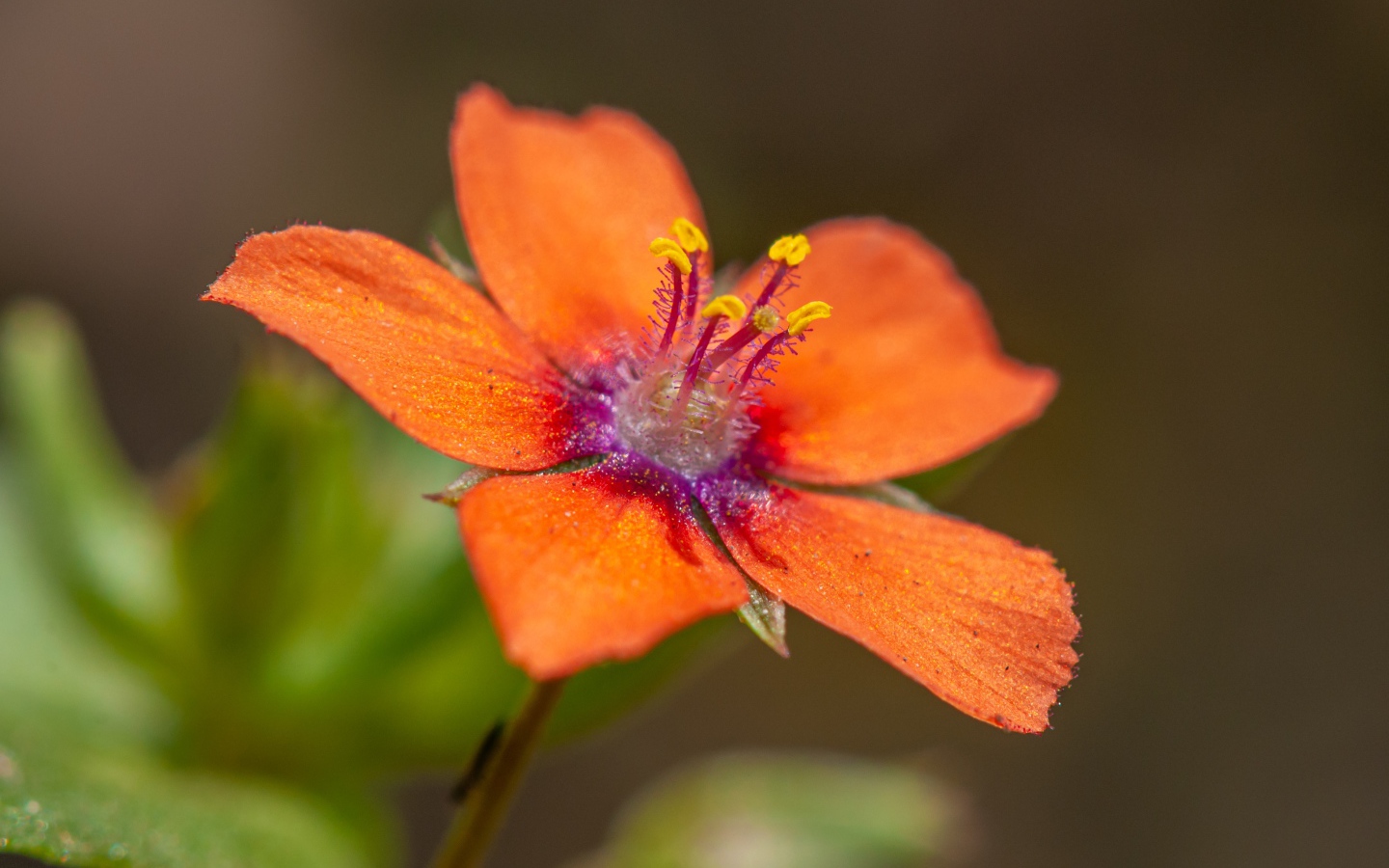 Красный цветок Анагаллис крупным планом 