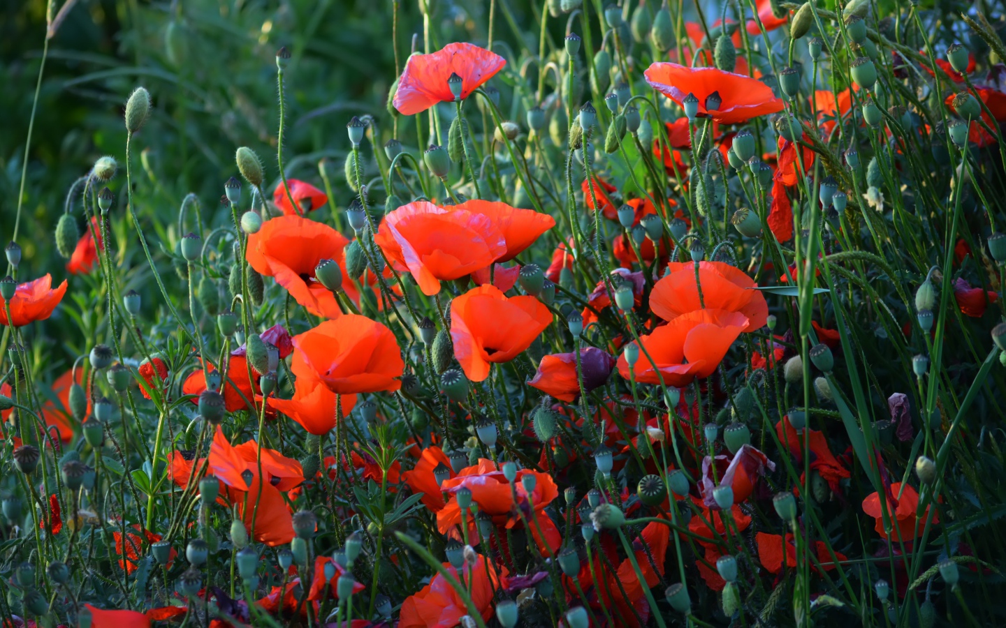 Красные полевые маки с бутонами летом