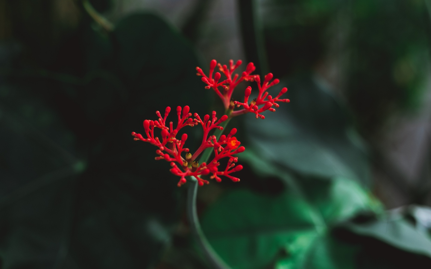 Красный цветок крупным планом