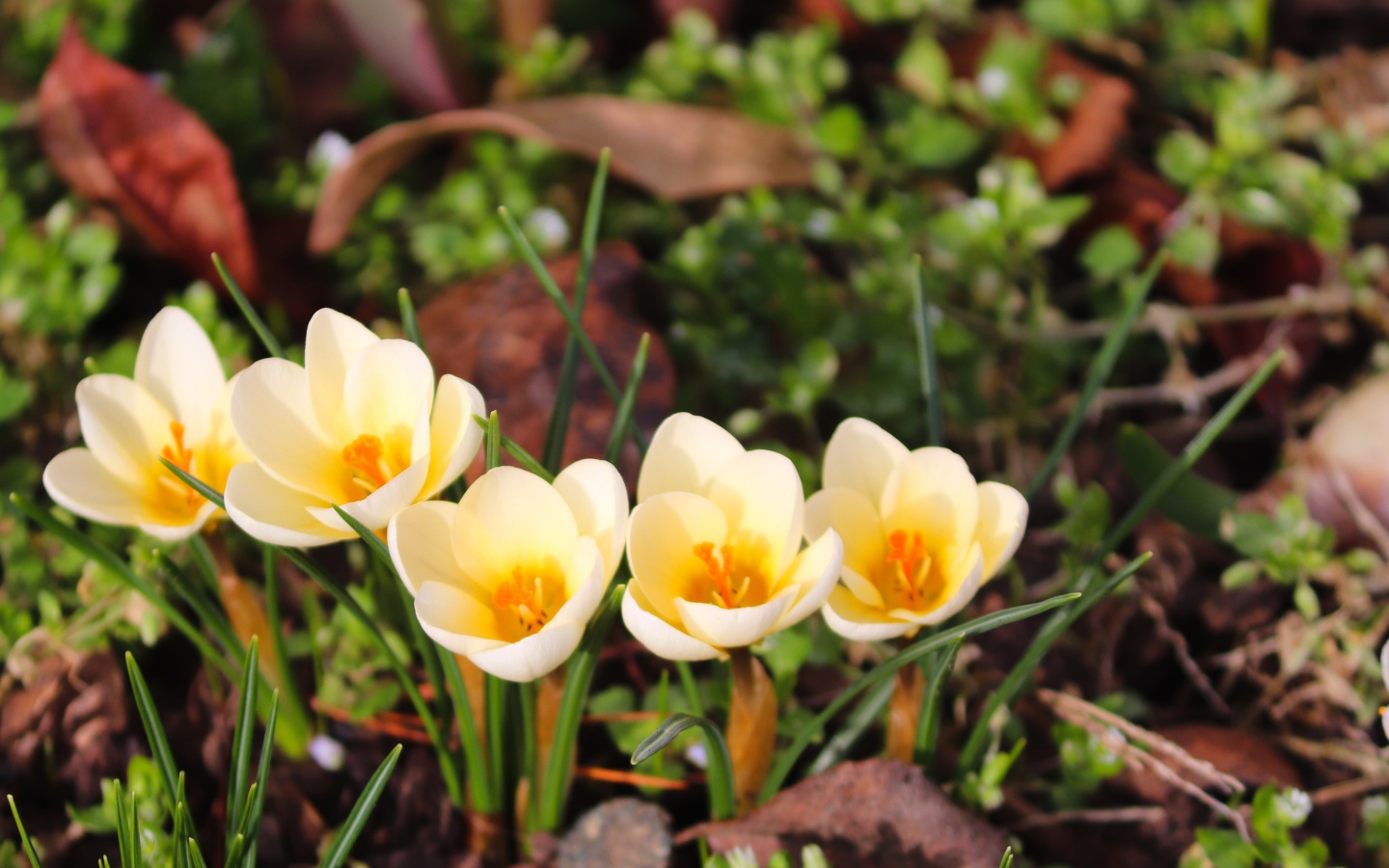 Маленькие белые крокусы с желтой серединкой 