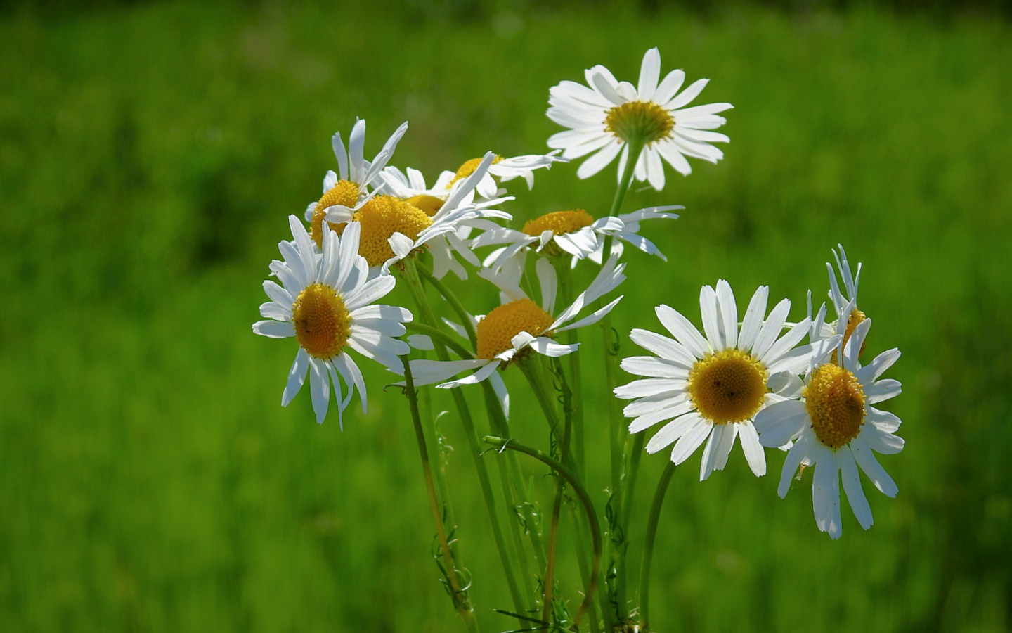 Маленькие белые полевые ромашки на зеленом фоне