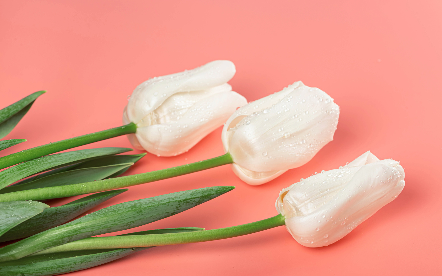 Три красивых нежных белых тюльпана на розовом фоне