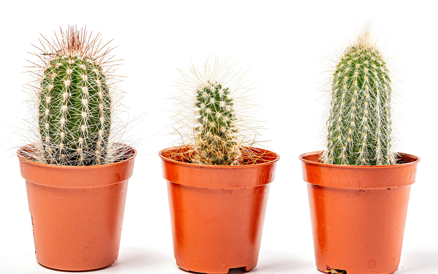 Три колючих кактуса на белом фоне 