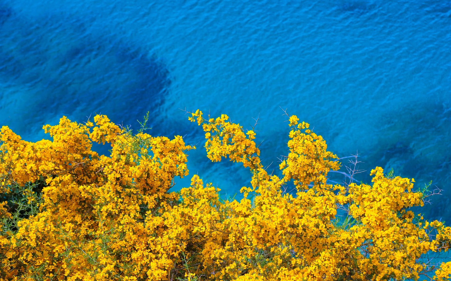 Дерево с желтыми цветами над голубой водой