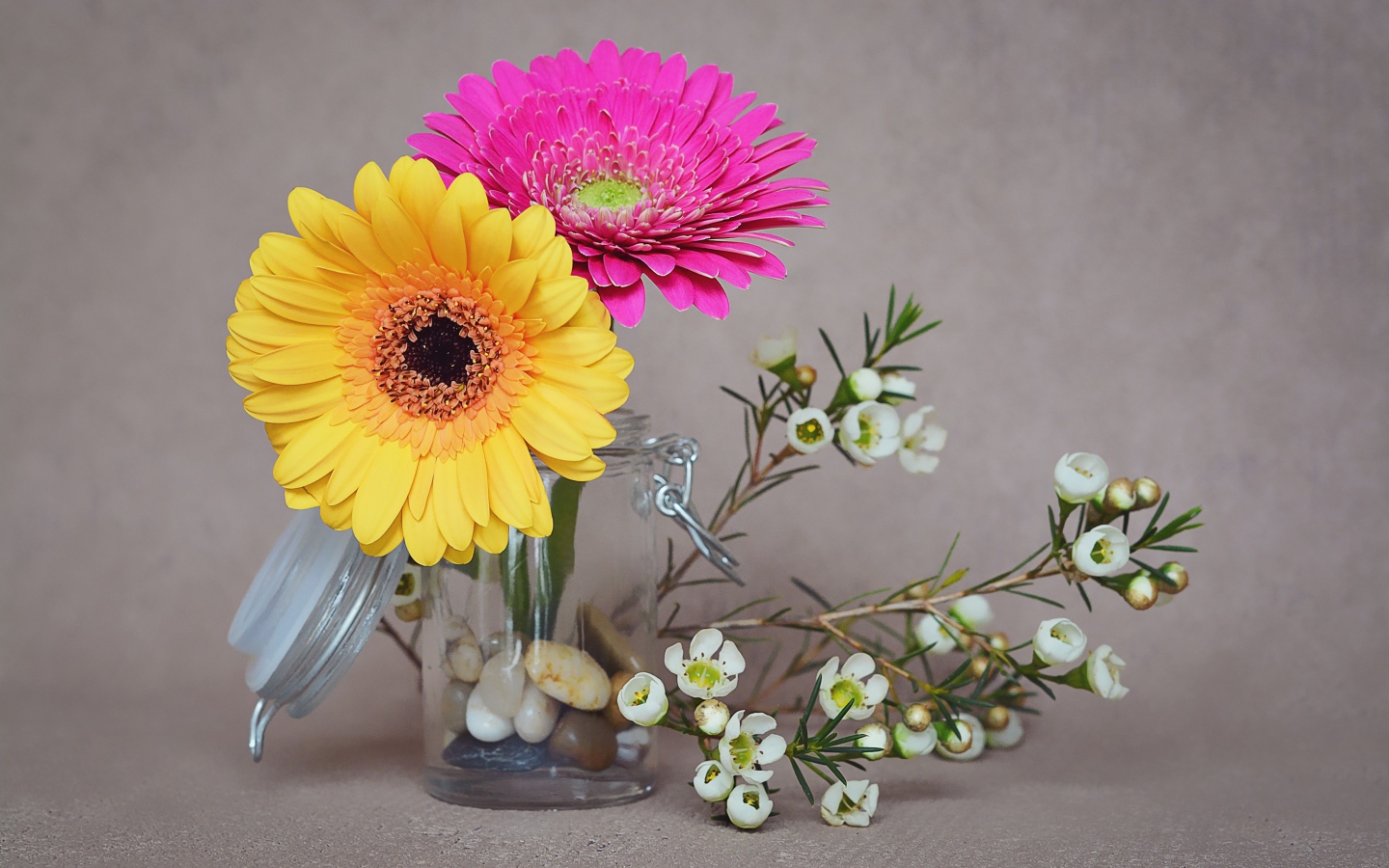 Два цветка герберы с белыми на сером фоне