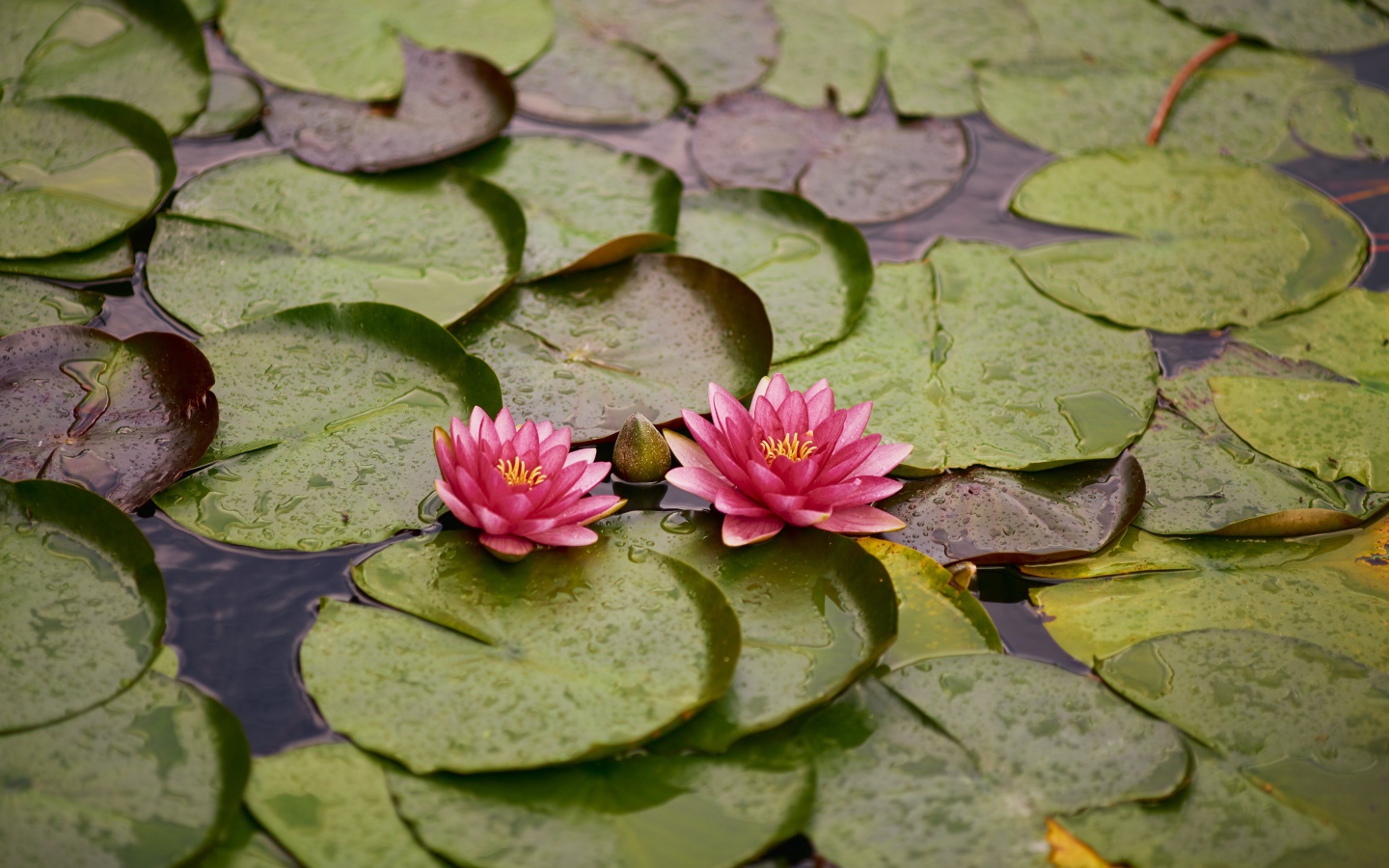 Две розовые водяные лилии с бутонами и зелеными листьями в пруду 