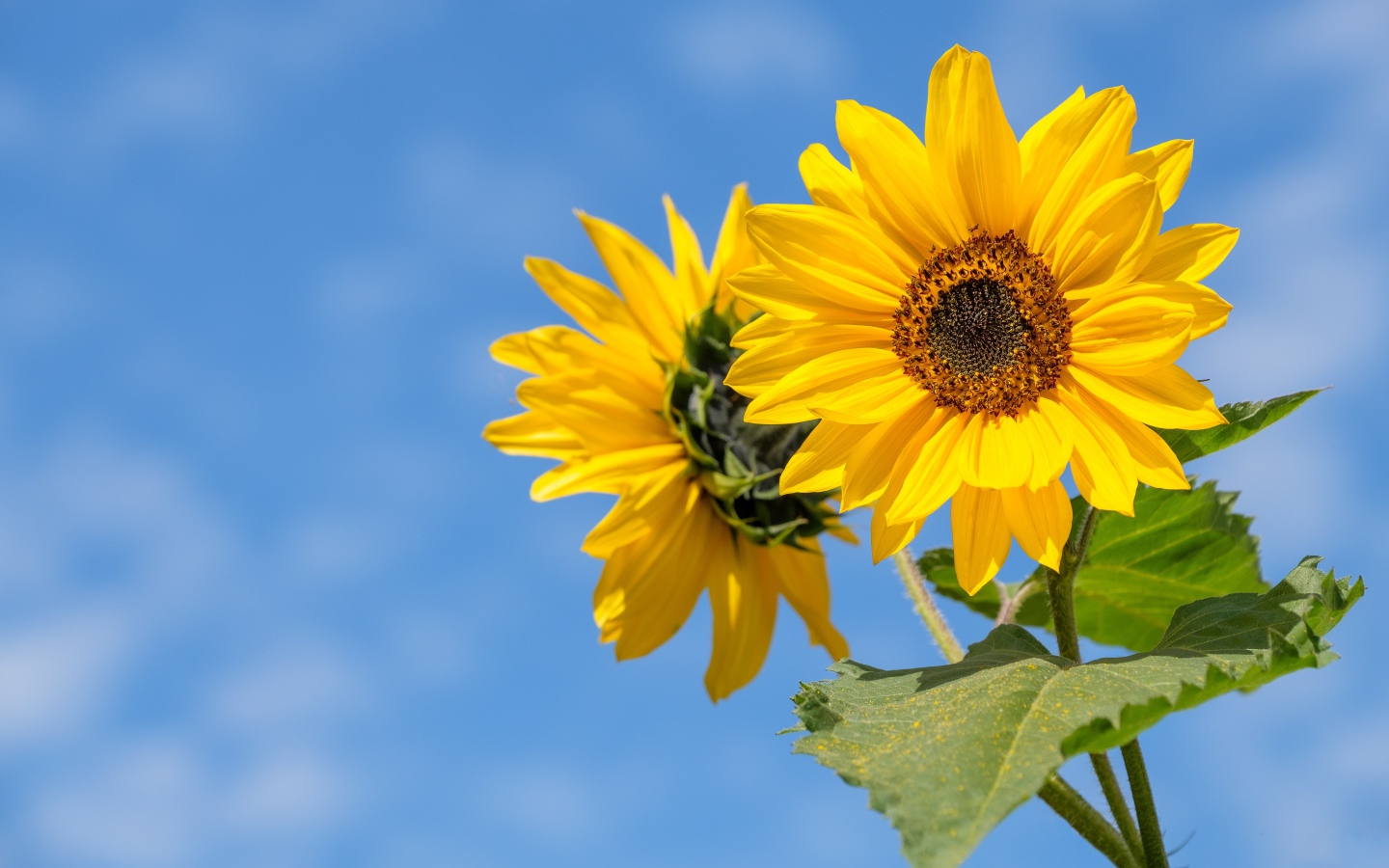 Два желтых цветка подсолнуха на фоне голубого неба