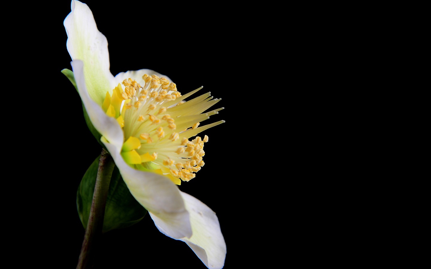 Белый цветок анемоны боком на черном фоне 