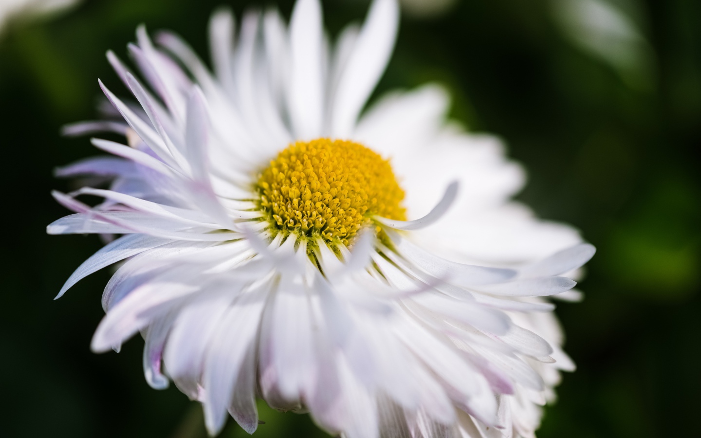 Белый цветок астры крупным планом 