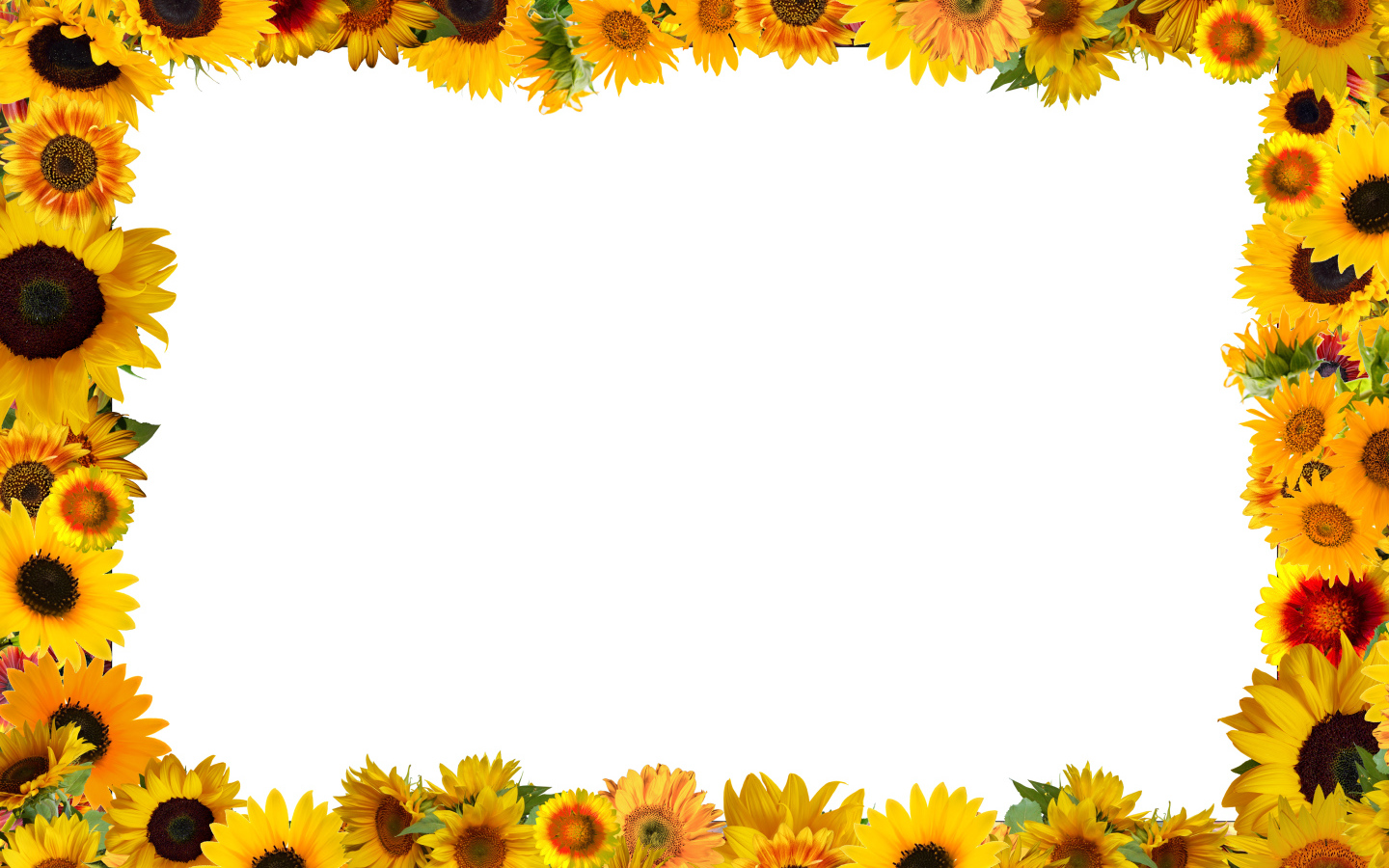 Белый фон с желтыми подсолнухами 