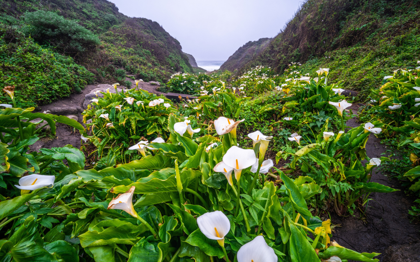 Белые цветы каллы с большими зелеными листьями