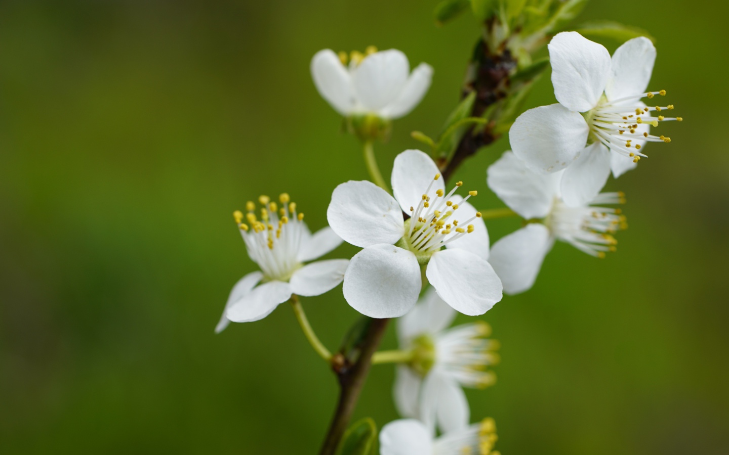 Белые цветы вишни на ветке на зеленом фоне