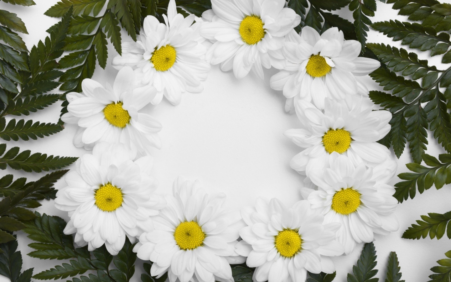 Белые цветы хризантемы с зелеными листьями на белом фоне 