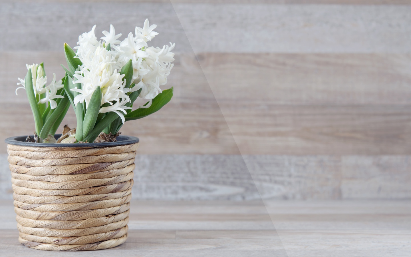 Белые цветы гиацинта в горшке на фоне стены