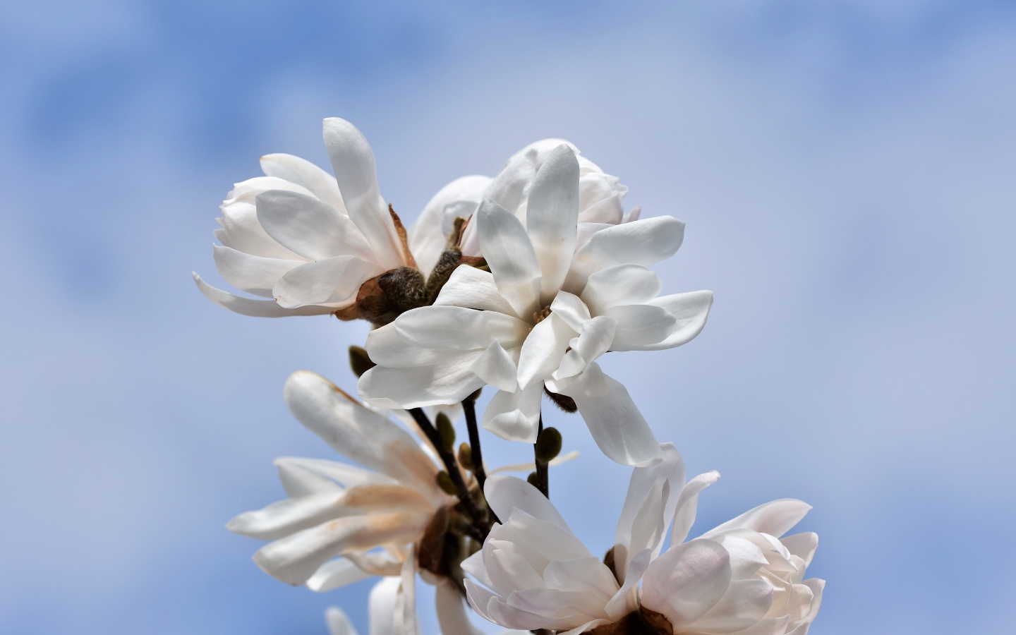 Белые цветы магнолии на голубом фоне