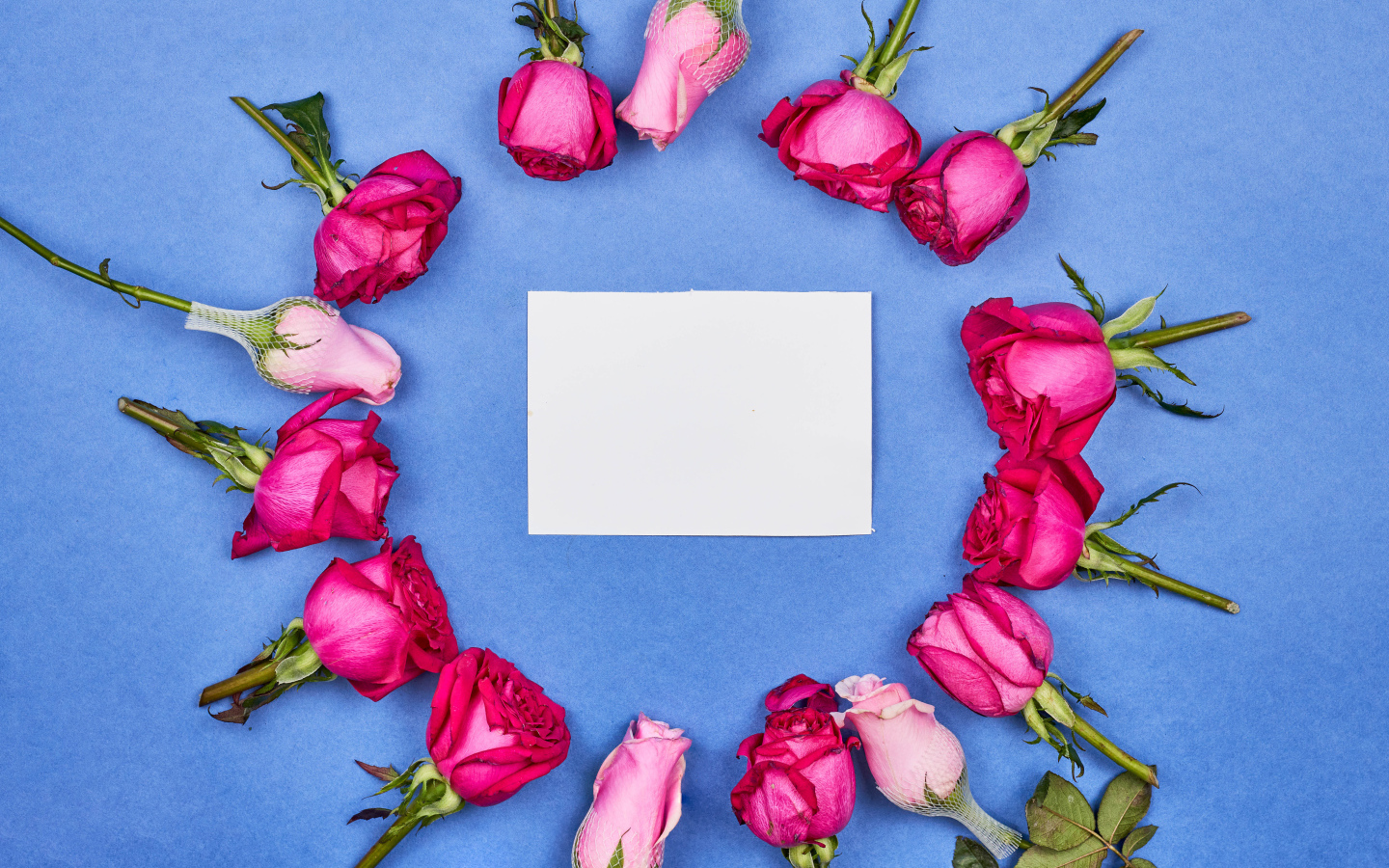 Белый лист бумаги с розами на голубом фоне