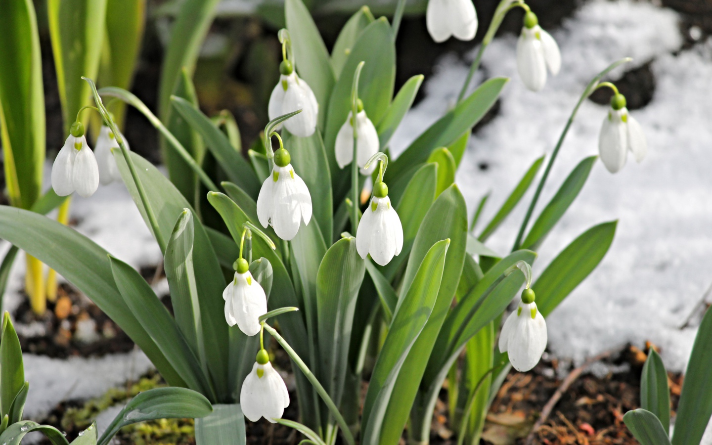 Белые подснежники с зелеными листьями на земле