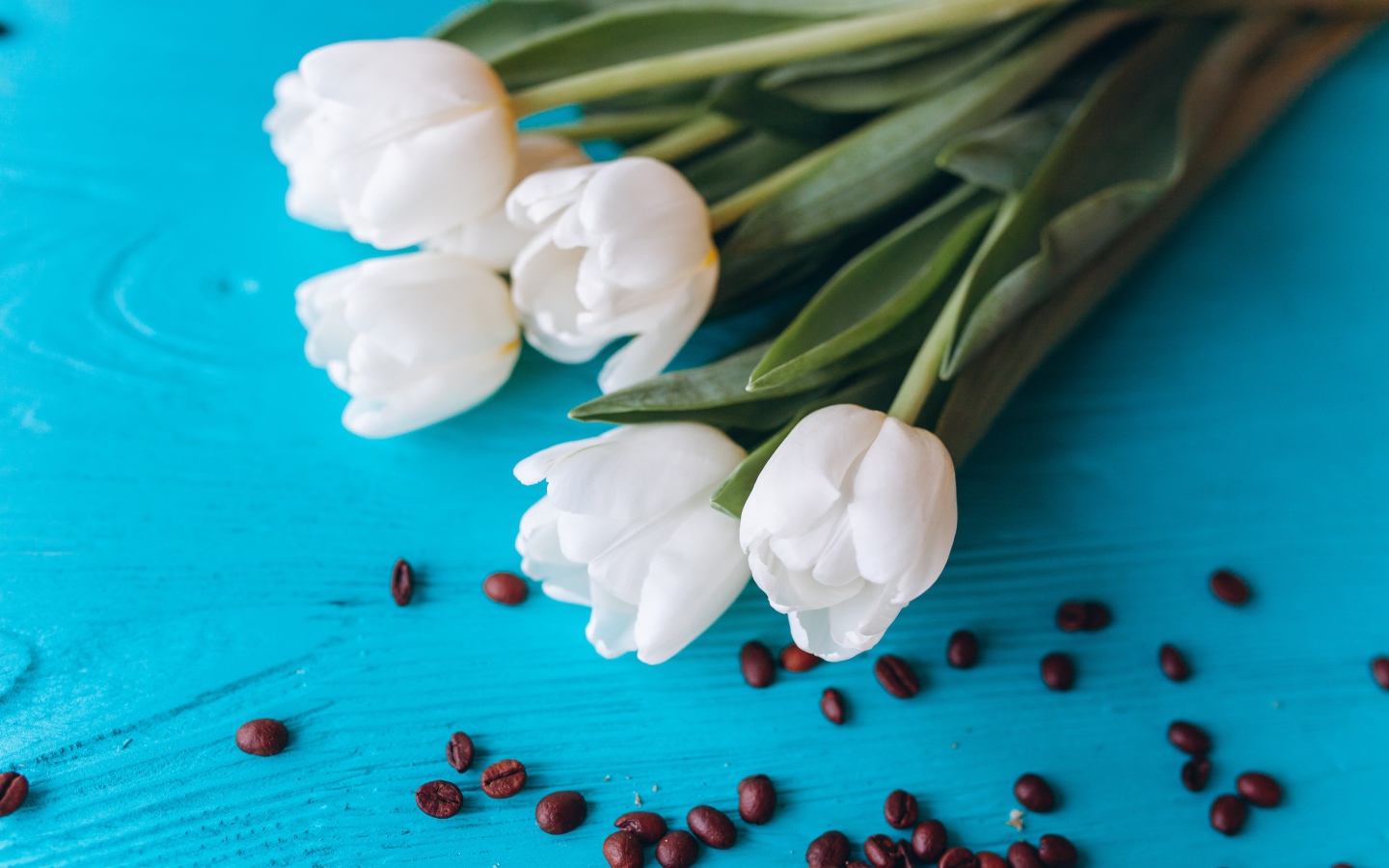 Белые тюльпаны на голубом столе с кофейными зернами