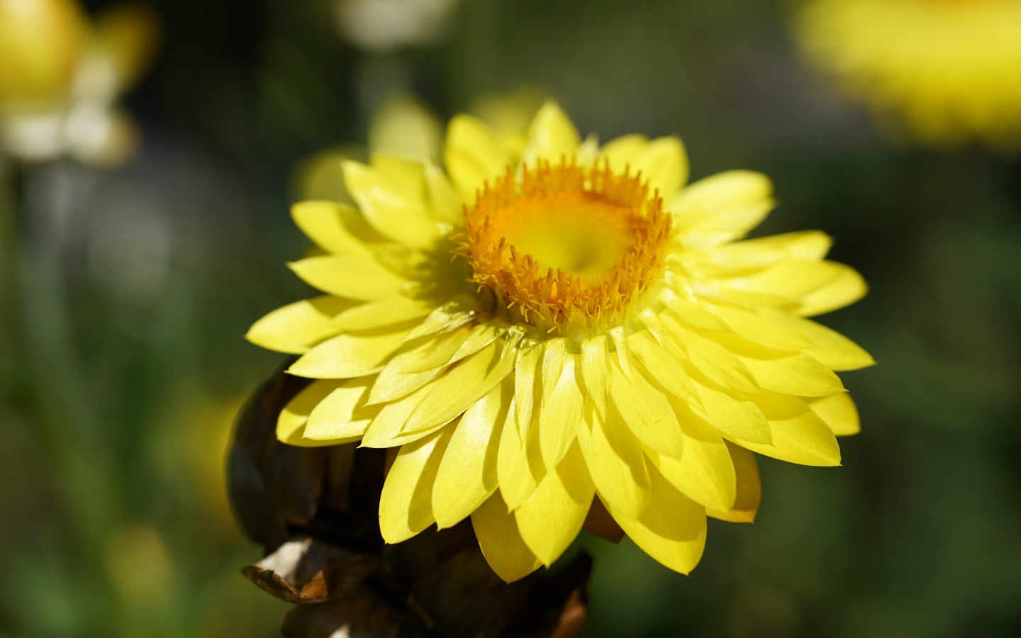 Желтый Xerochrysum крупным планом