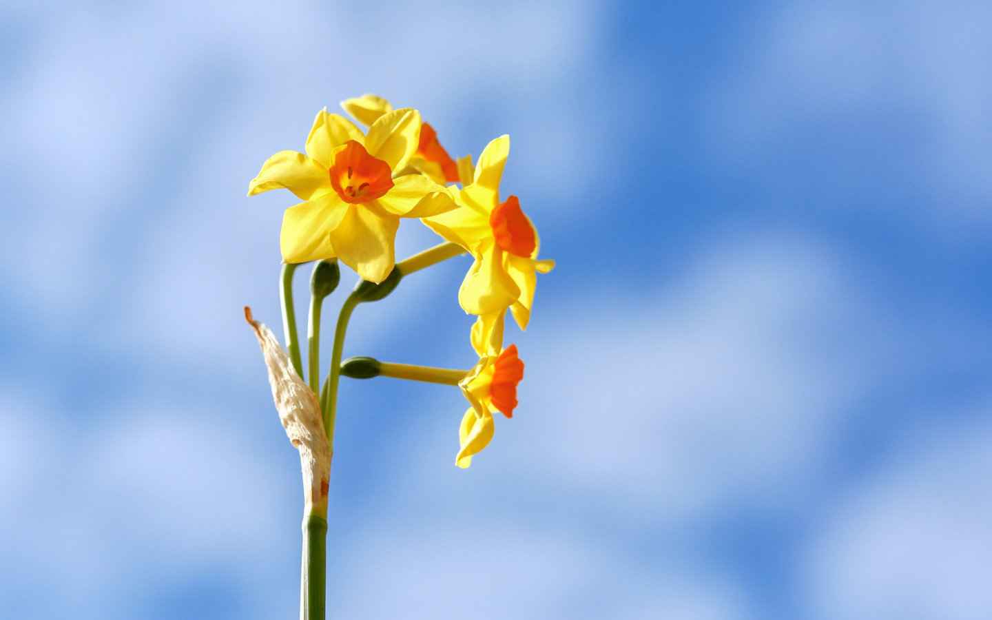 Желтые нарциссы на фоне голубого неба 