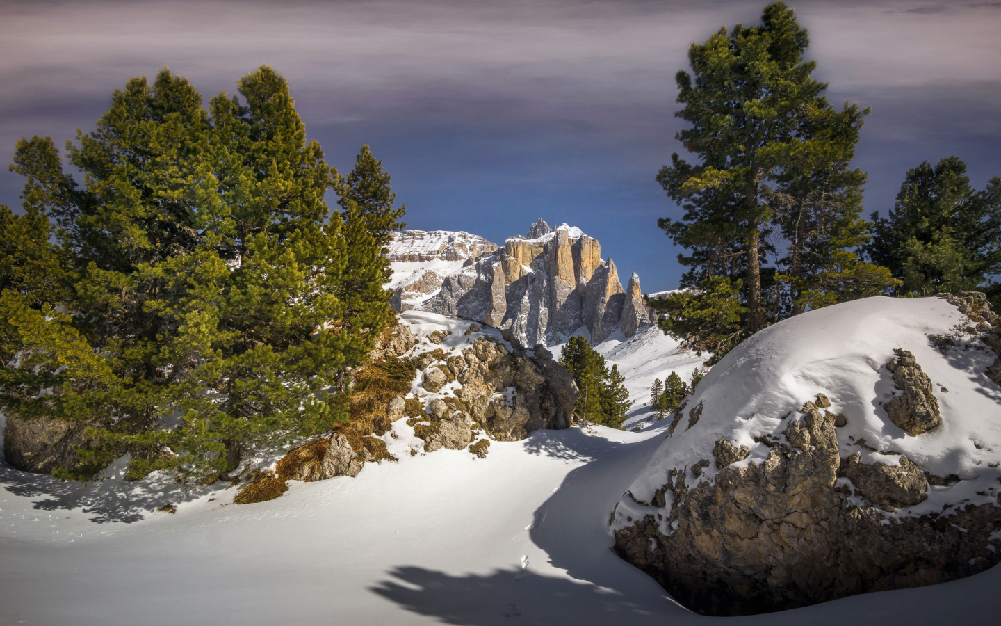 Ели на заснеженной вершине горы