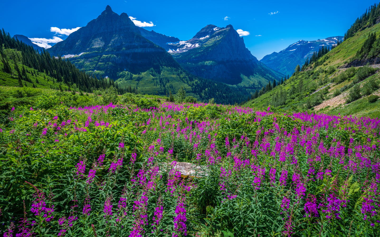 Розовые цветы у подножия горы на фоне голубого неба