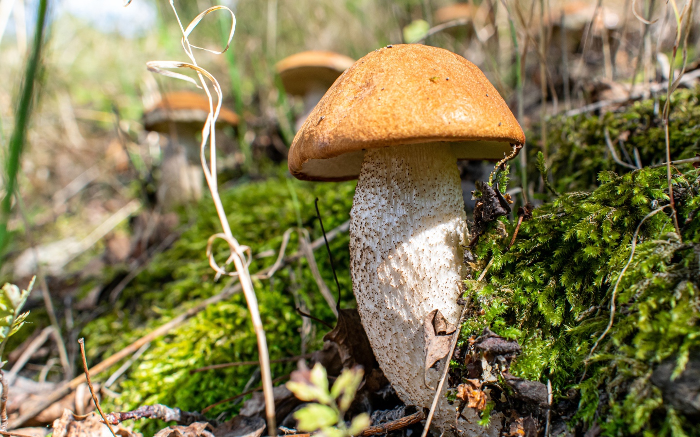 Большой белый гриб  растет на покрытой мхом земле