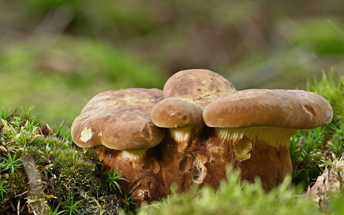 Большие белые грибы на земле покрытой мхом 