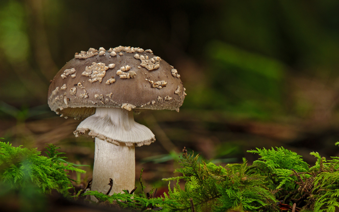 Гриб с зеленым мхом в лесу