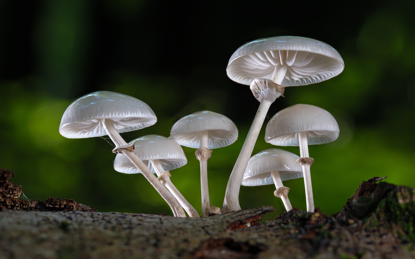 Белые грибы поганки крупным планом