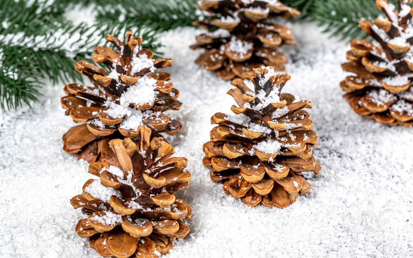 Сосновые шишки покрыты белым снегом