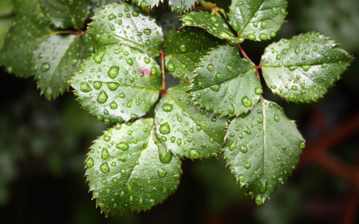 Зеленые листья розы в каплях воды