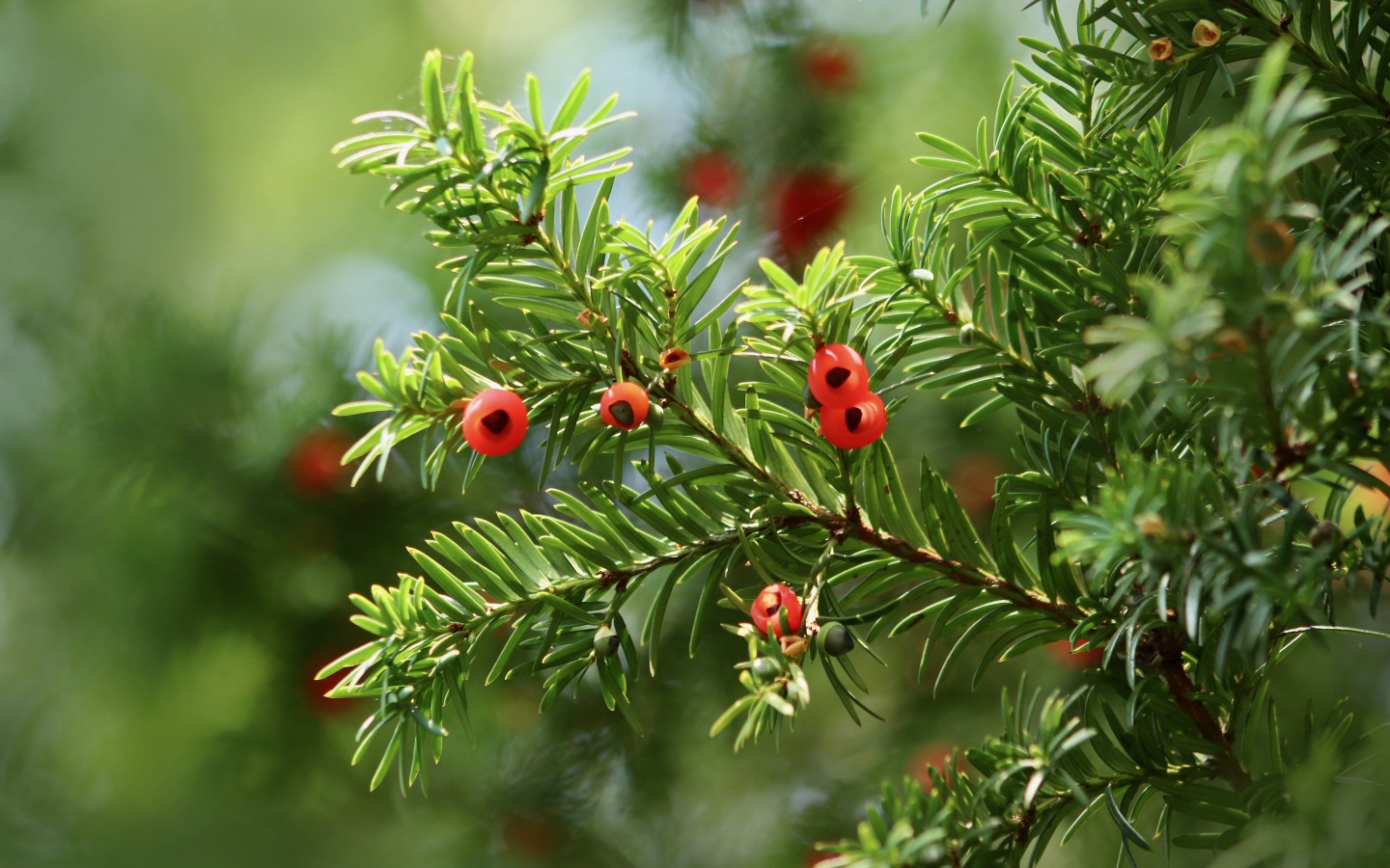 Красные ягоды на ветке пихты 