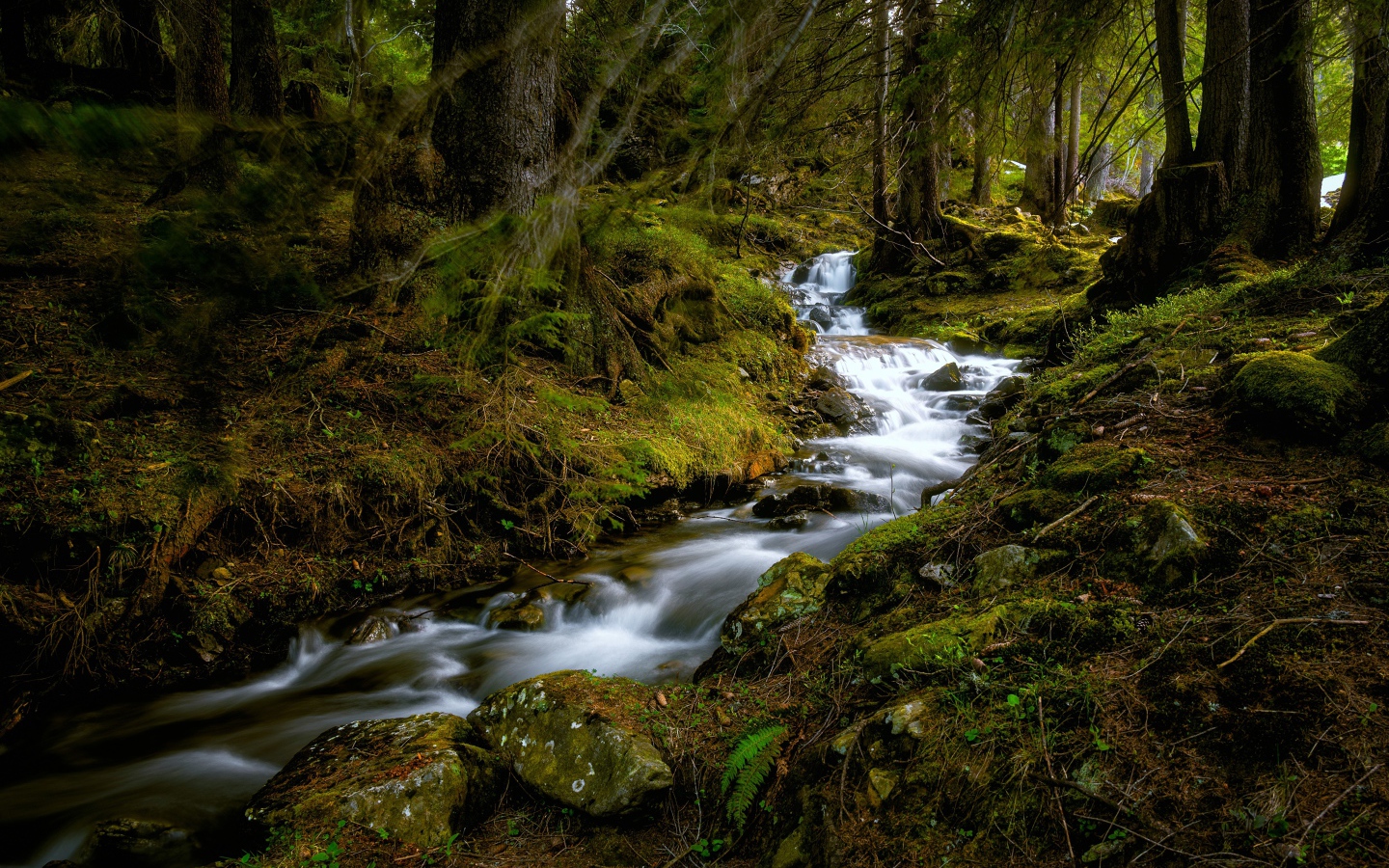 Быстрый ручей в холодном темном лесу 