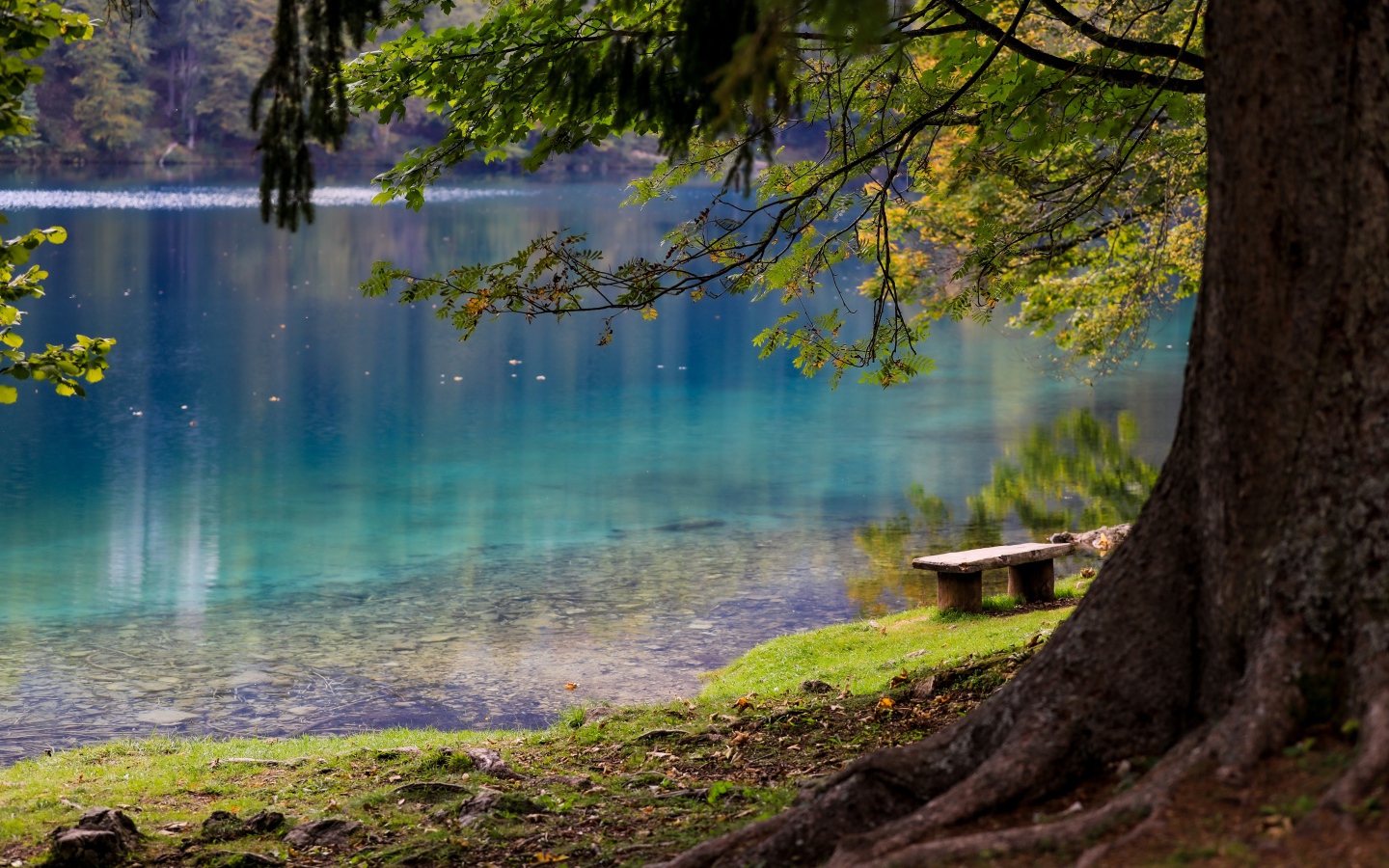 Лавка и деревья на берегу холодного озера