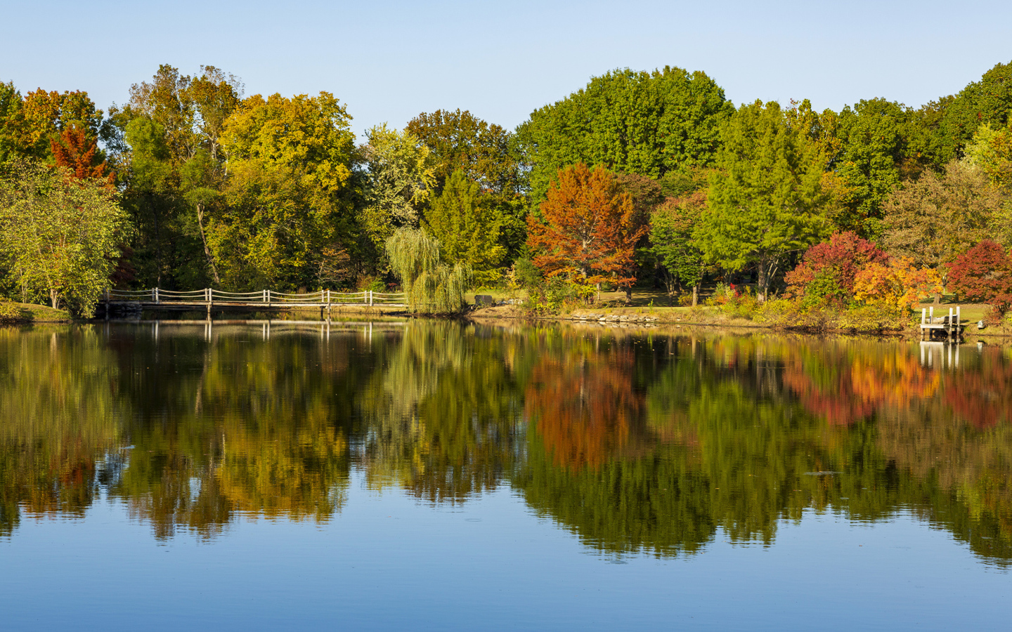Красивые деревья с желтыми листьями у озера осенью