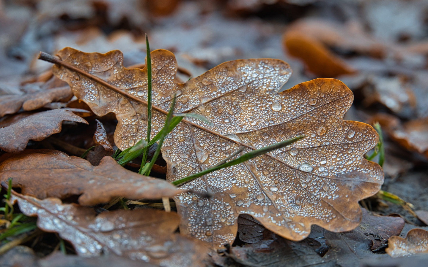 Fallen oak leaves in drops of dew