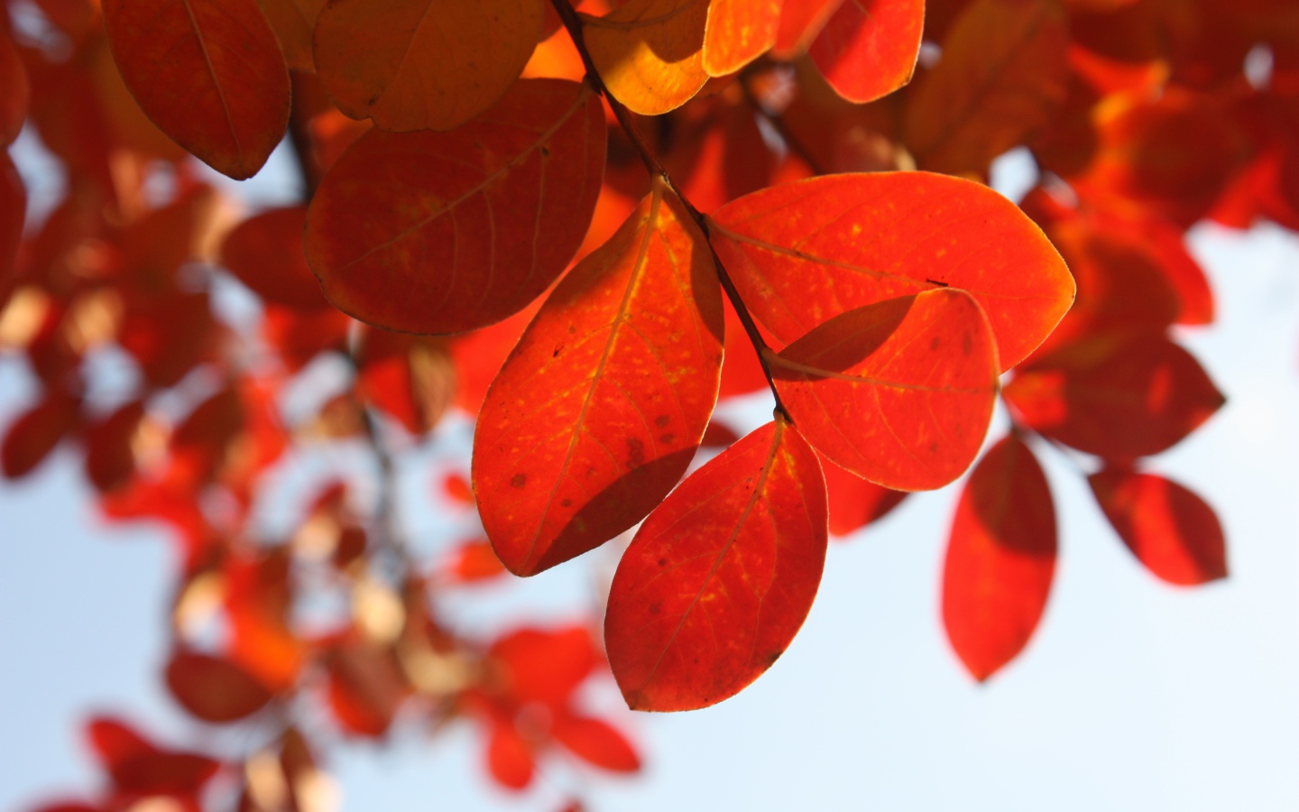 Оранжевые листья на ветке дерева осенью 