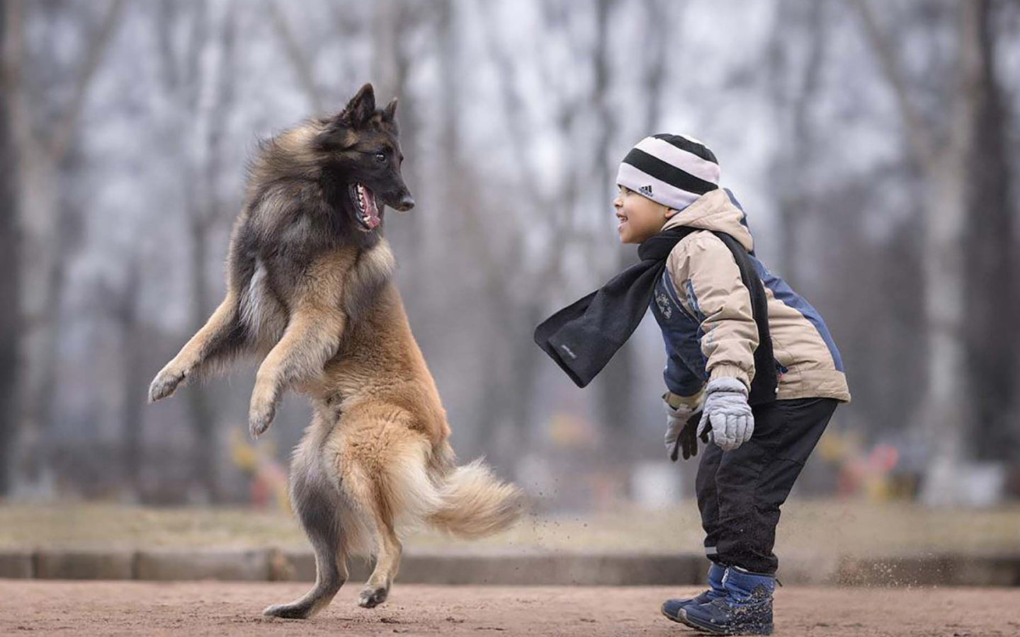 Маленький мальчик играет с овчаркой